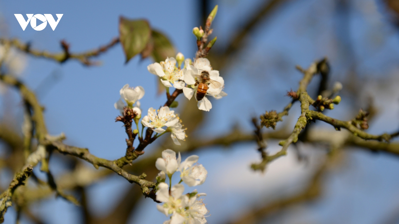 Plum blossoms signal spring arrives on Moc Chau Plateau